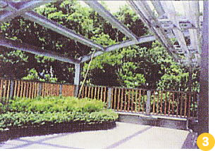 Photo: Tree-planting on the rooftop